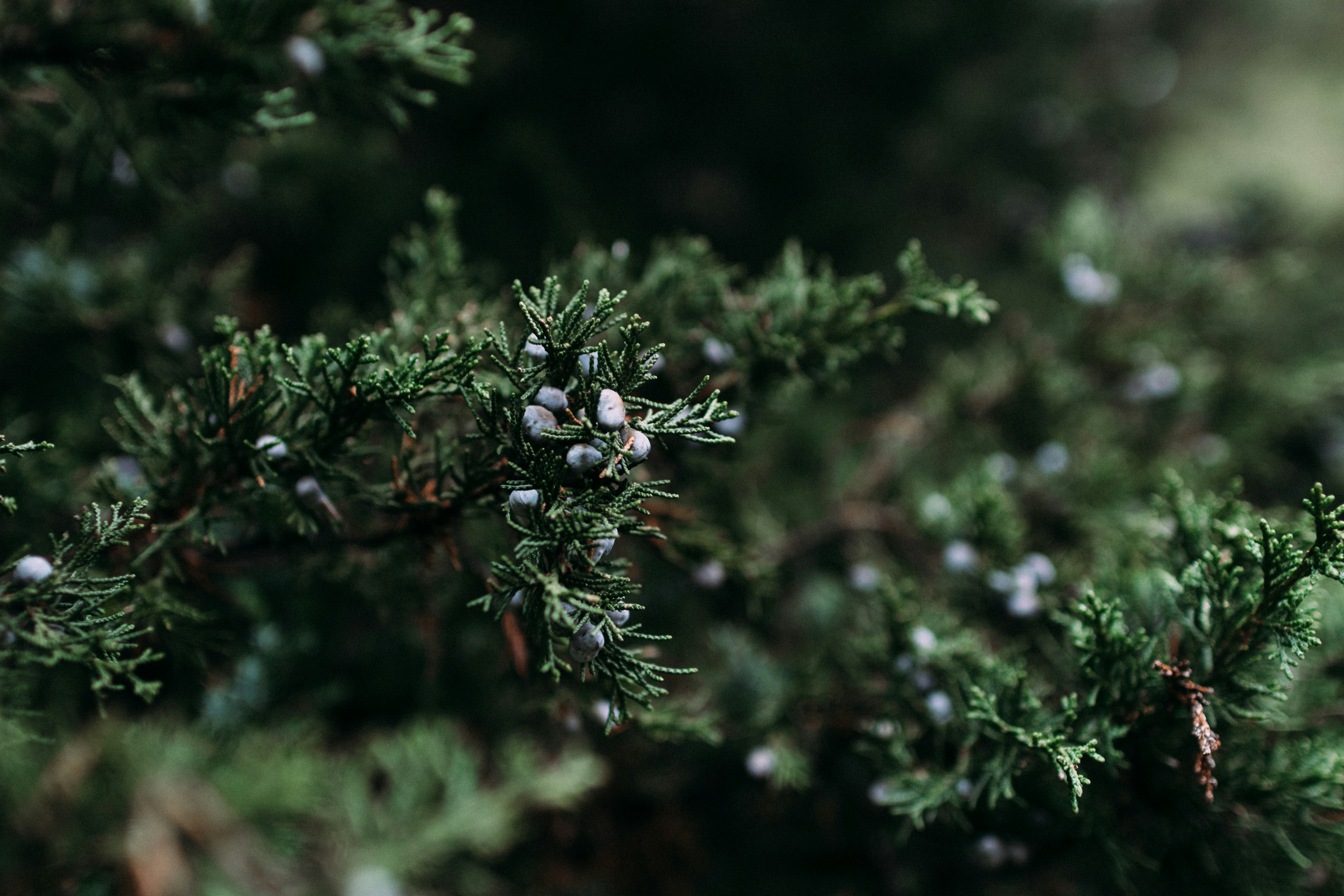 green pine tree